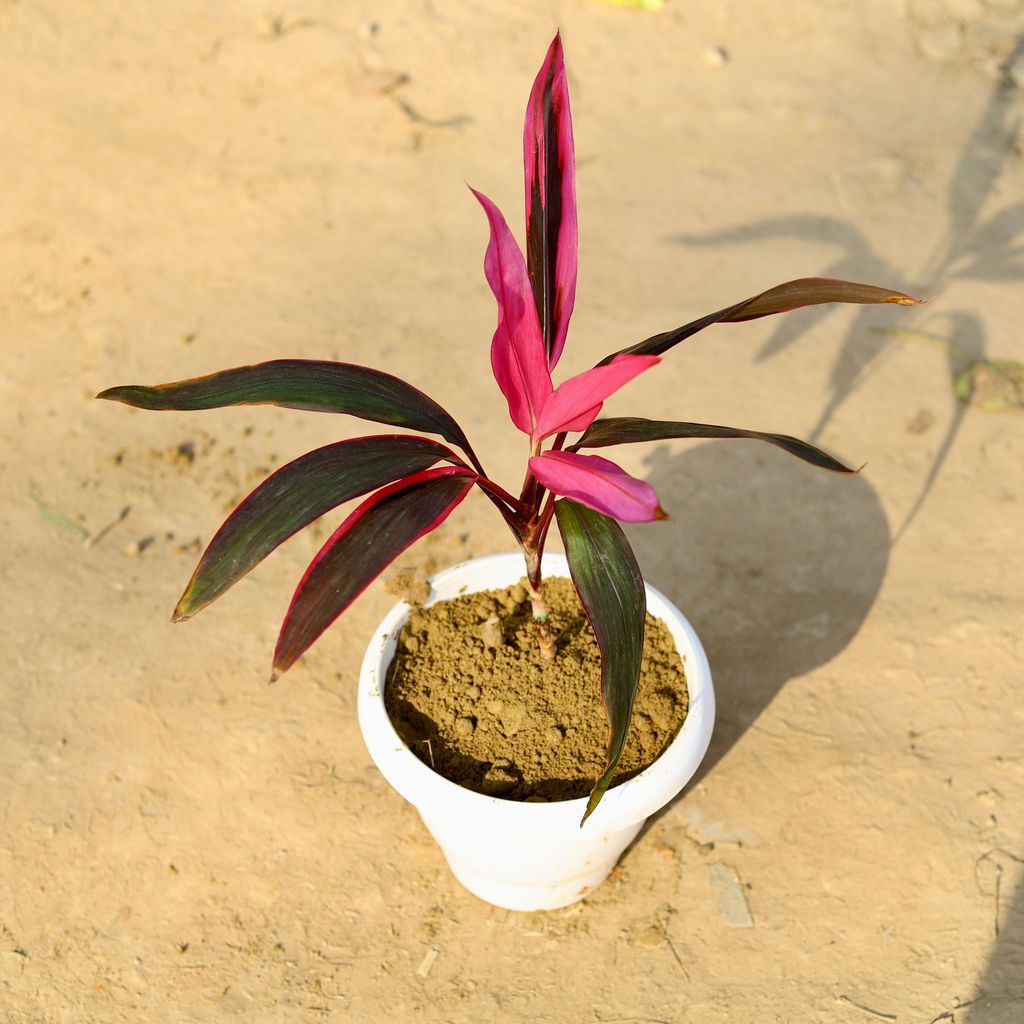 Dracaena Rosea in 8 Inch Classy White Plastic Pot