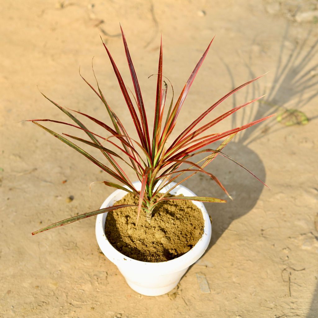 Dracaena Colorama / Marginata Red in 8 Inch Classy White Plastic Pot