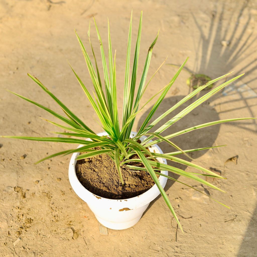 Dracaena Colorama / Marginata Green in 8 Inch Classy White Plastic Pot