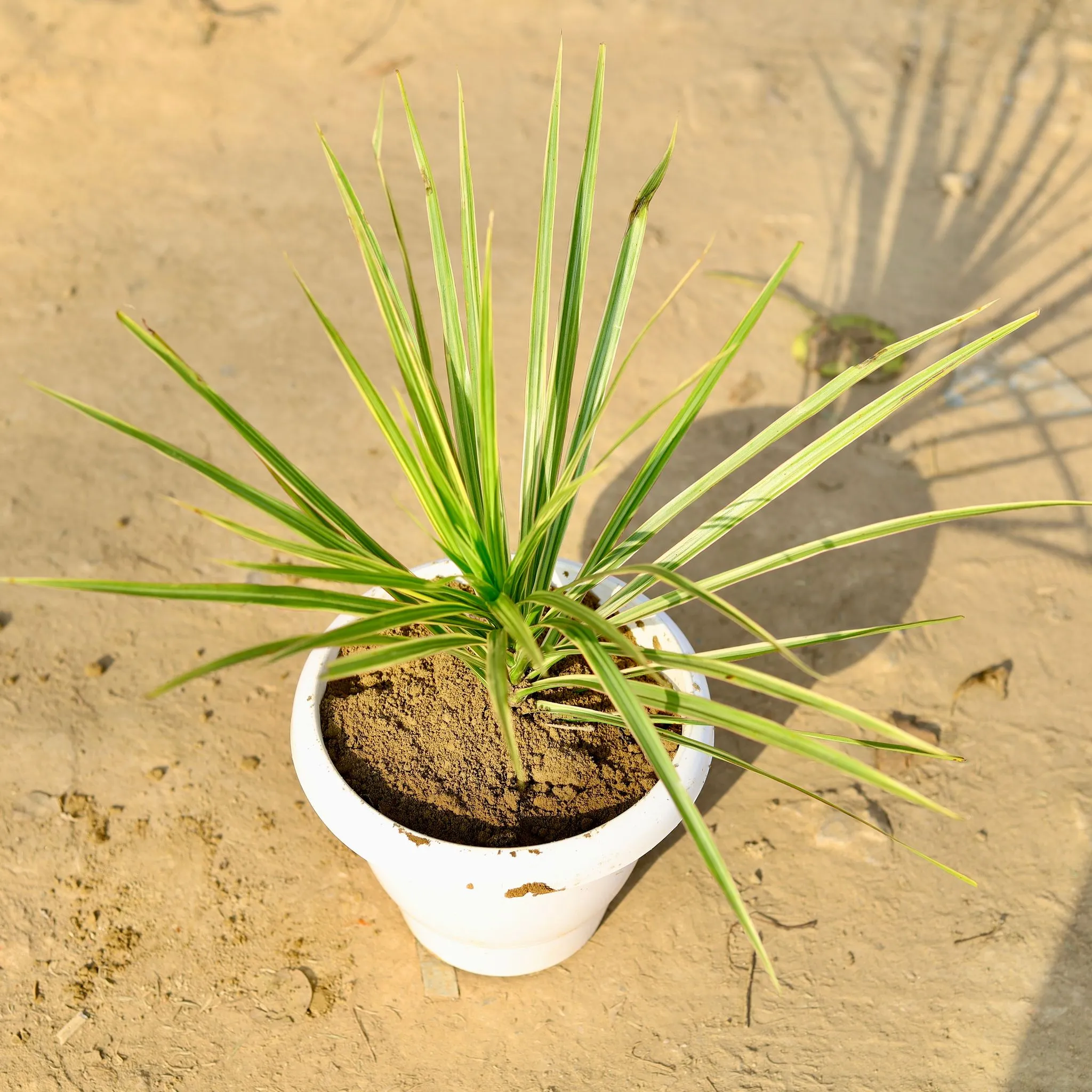 Dracaena Colorama / Marginata Green in 8 Inch Classy White Plastic Pot