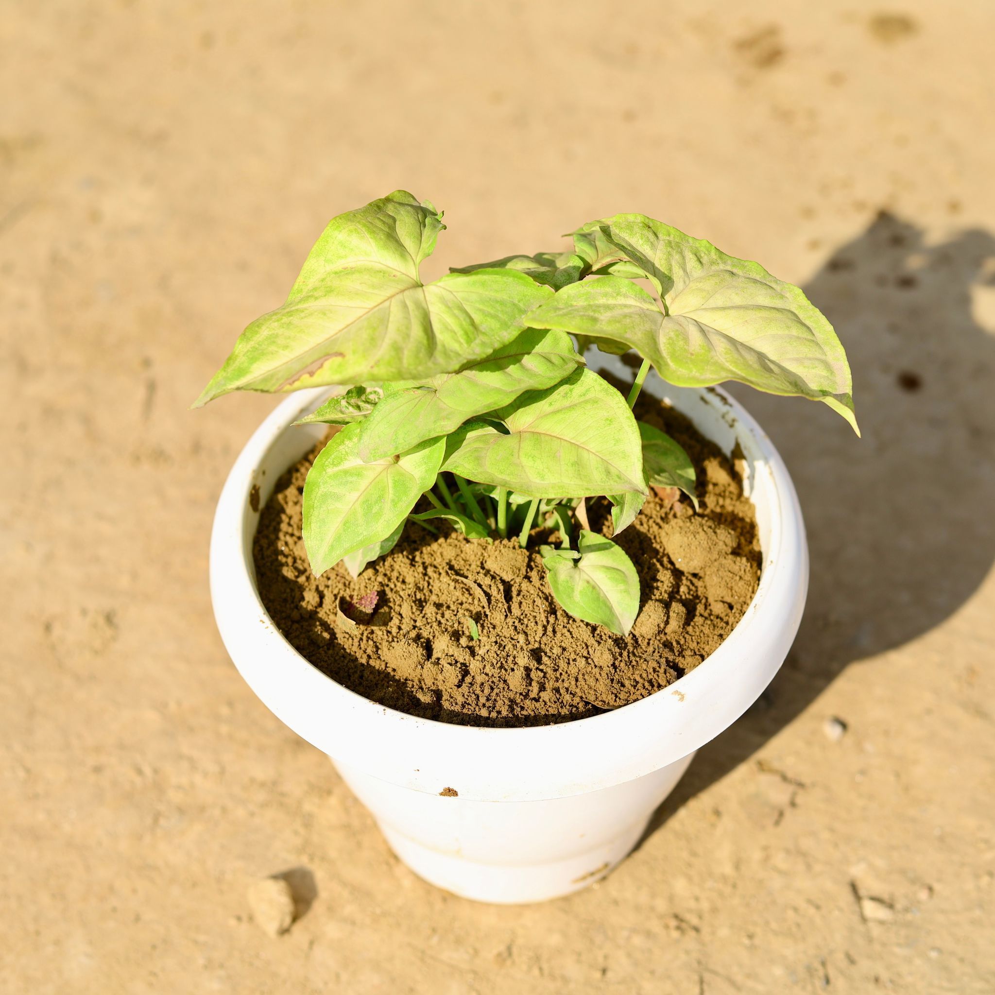 Syngonium Yellow in 8 Inch Classy White Plastic Pot