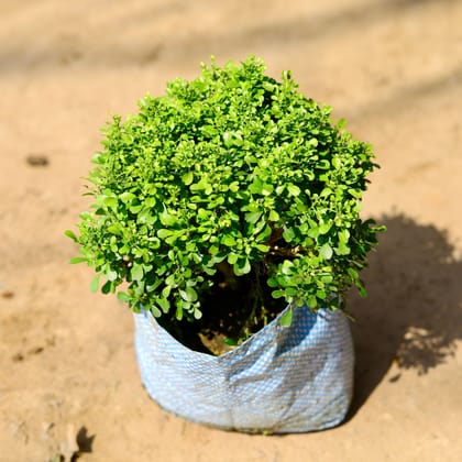 Buy Table Kamini in 4 Inch Nursery Bag Online | Urvann.com