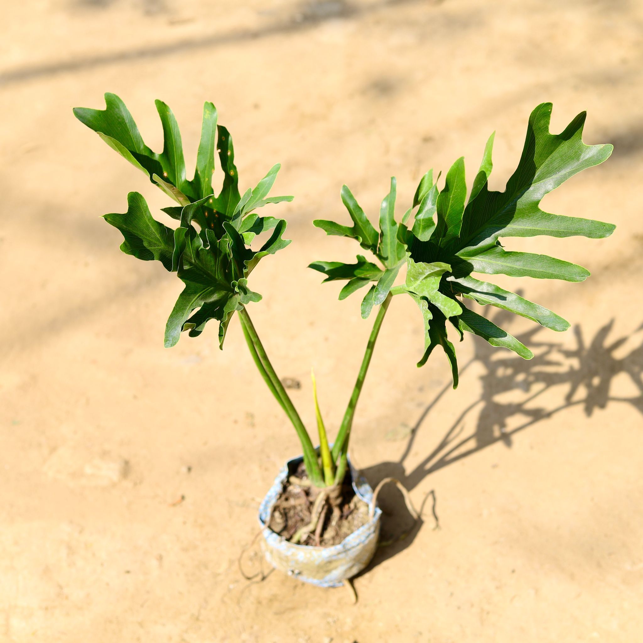 Philodendron Selloum in 4 Inch Nursery Bag