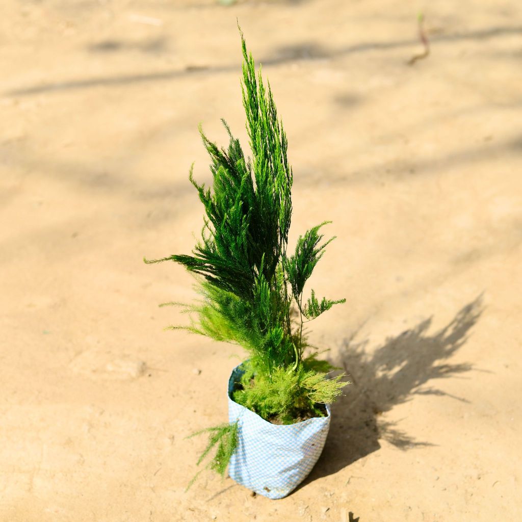 Buy Asparagus Kolkata Fern in 4 Inch Nursery Bag Online | Urvann.com Asparagus Kolkata Fern in 4 Inch Nursery Bag