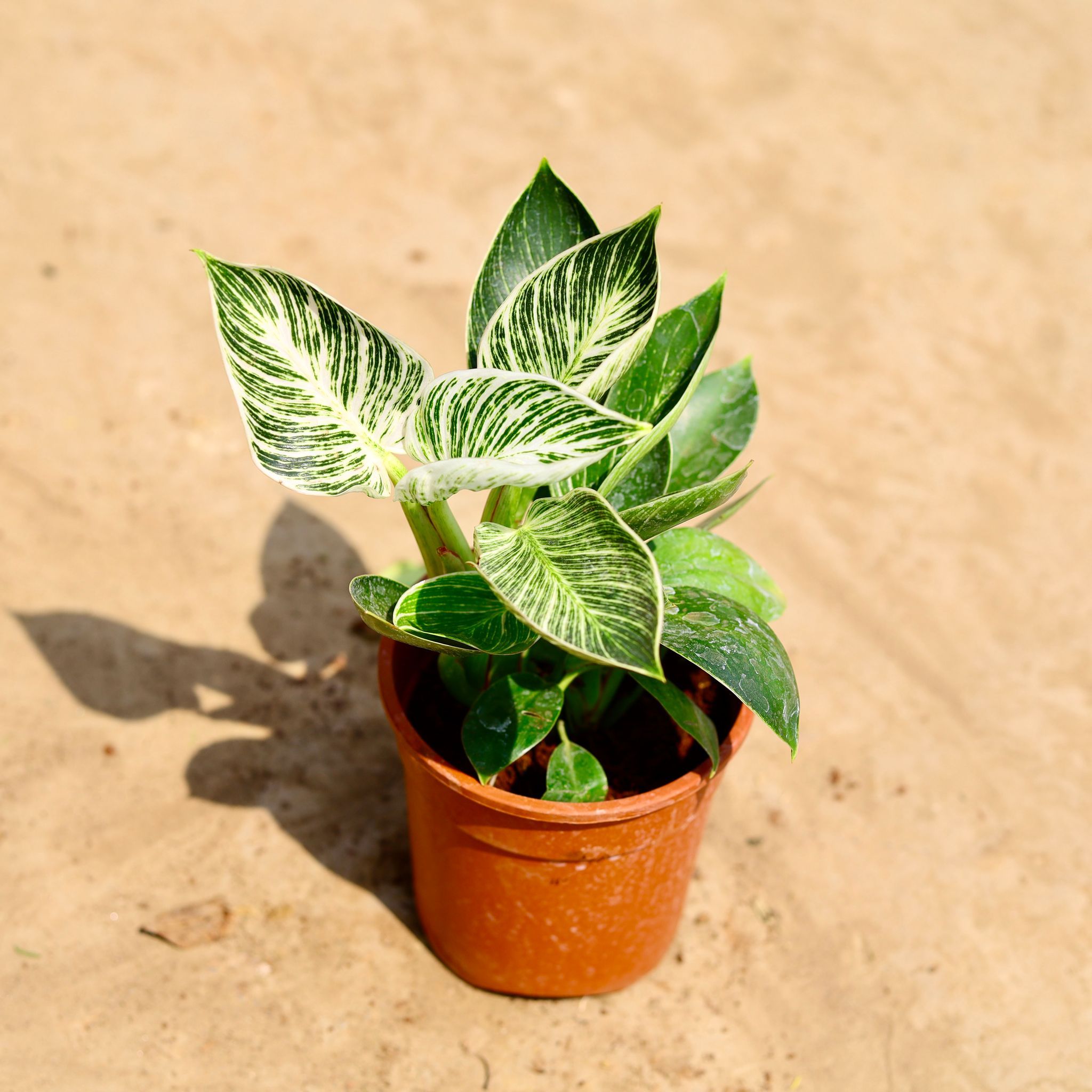 Philodendron Birkin in 6 inch Nursery pot