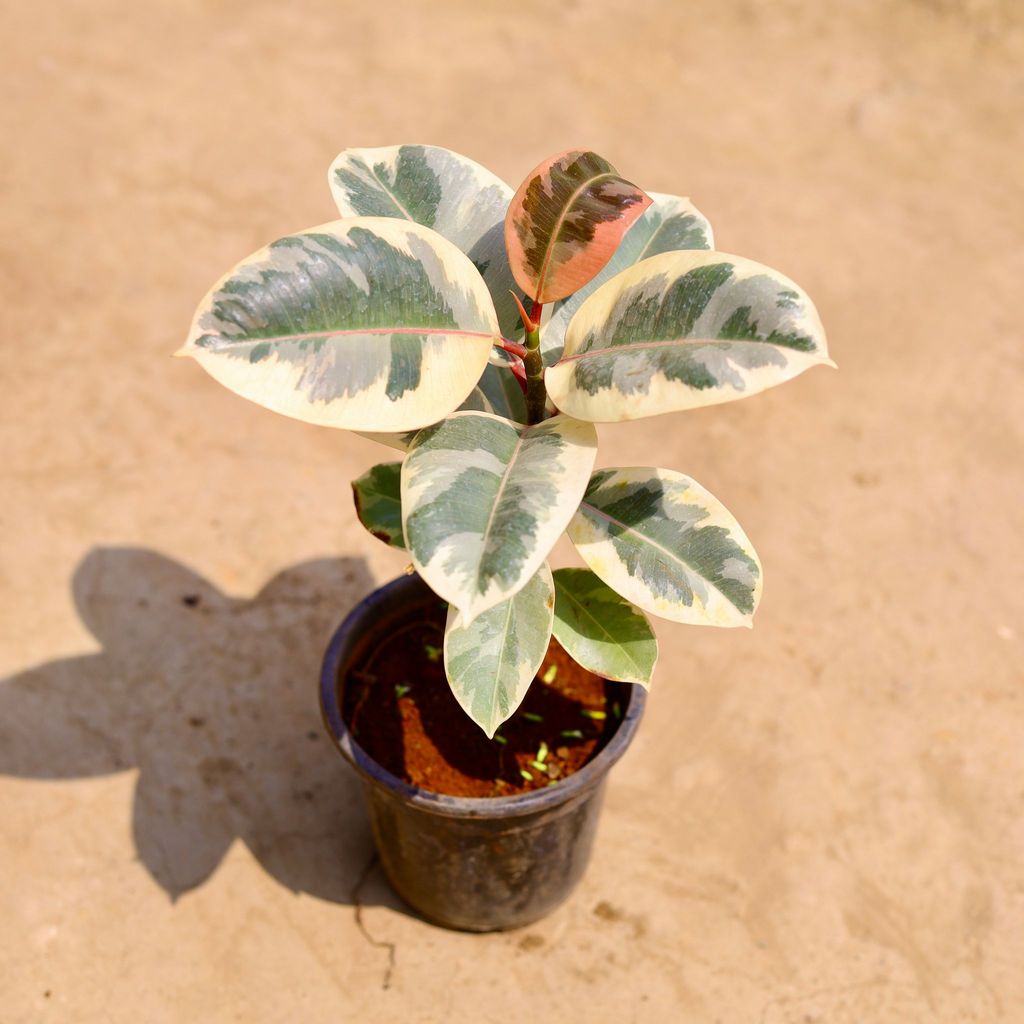 Rubber Variegated in 6 inch Nursery pot