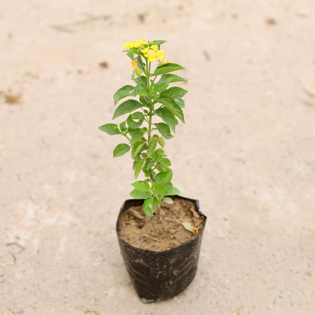 Buy Lantana (any colour) in 4 inch Nursery Bag Online | Urvann.com Lantana (any colour) in 4 inch Nursery Bag