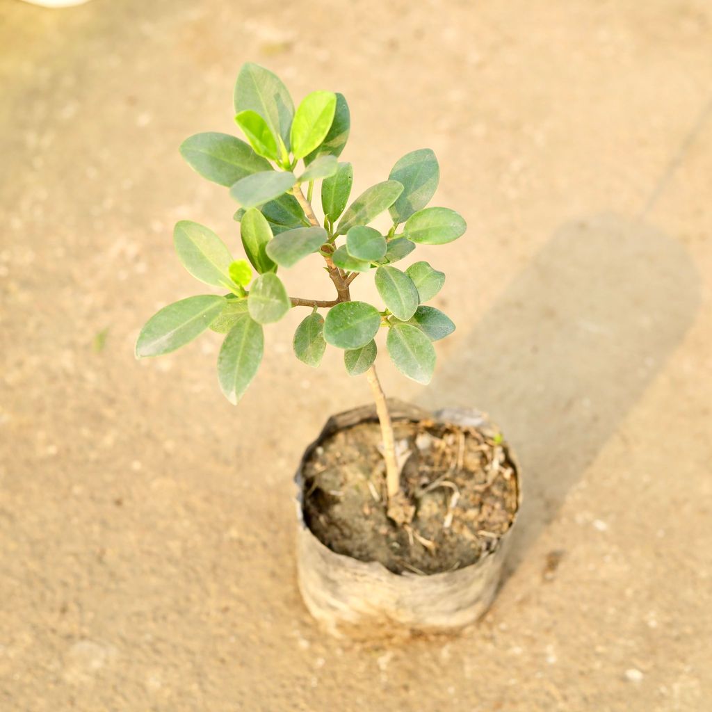 Buy Ficus long island in 4 Inch Nursery Bag Online | Urvann.com Ficus long island in 4 Inch Nursery Bag