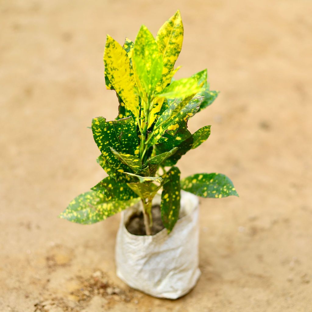 Buy Baby Croton Goldstar in 4 Inch Nursery Bag Online | Urvann.com Baby Croton Goldstar in 4 Inch Nursery Bag