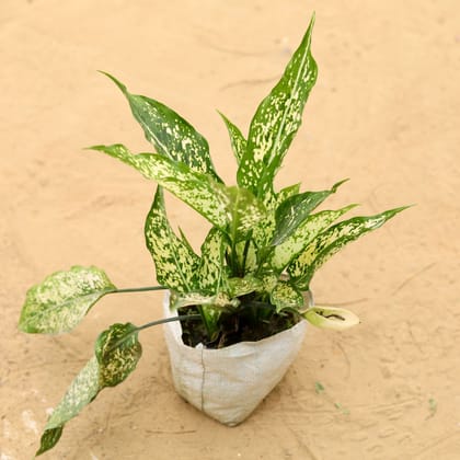 Buy Aglaonema Snow White In 4 Inch Nursery Bag Online | Urvann.com