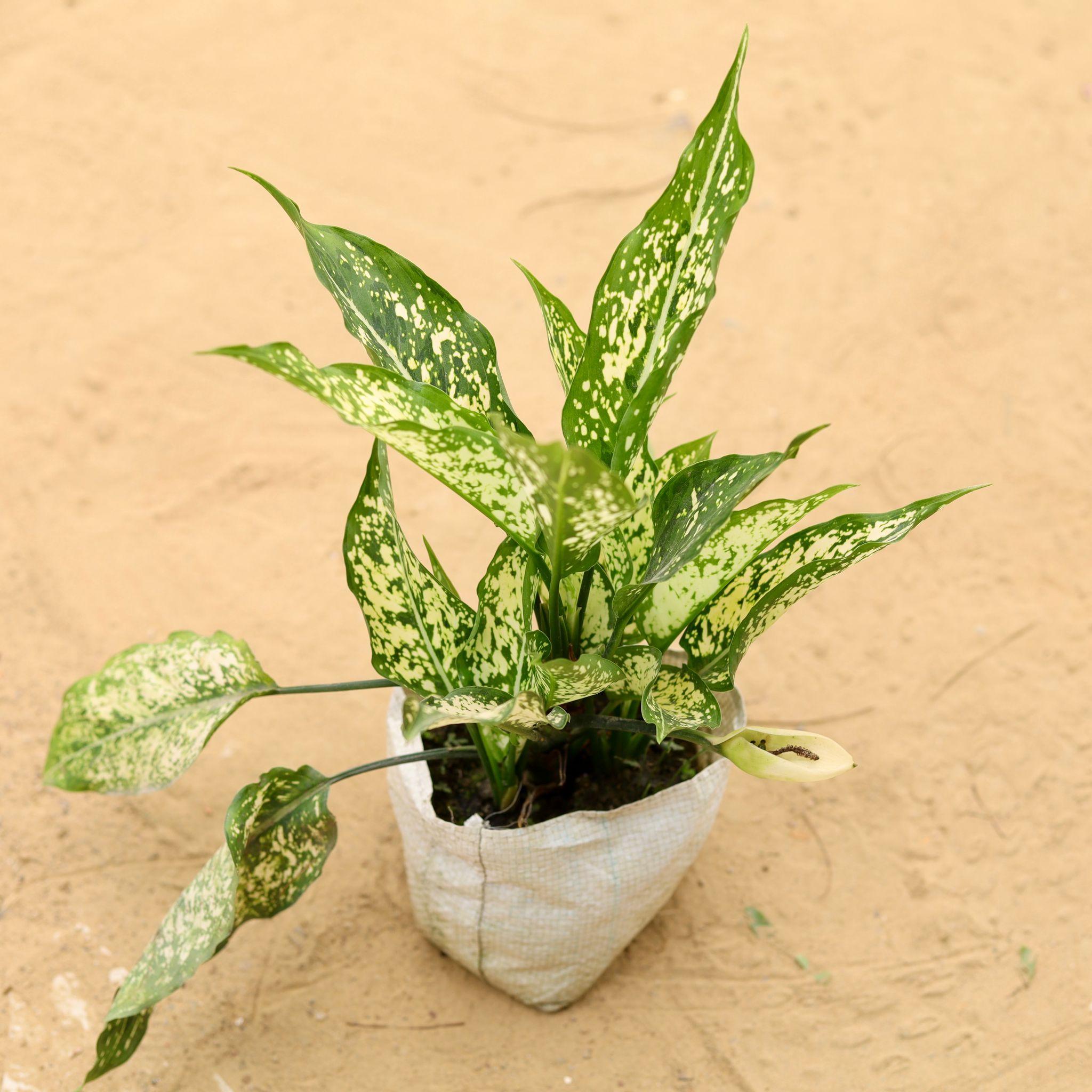 Aglaonema Snow White in 4 Inch Nursery Bag