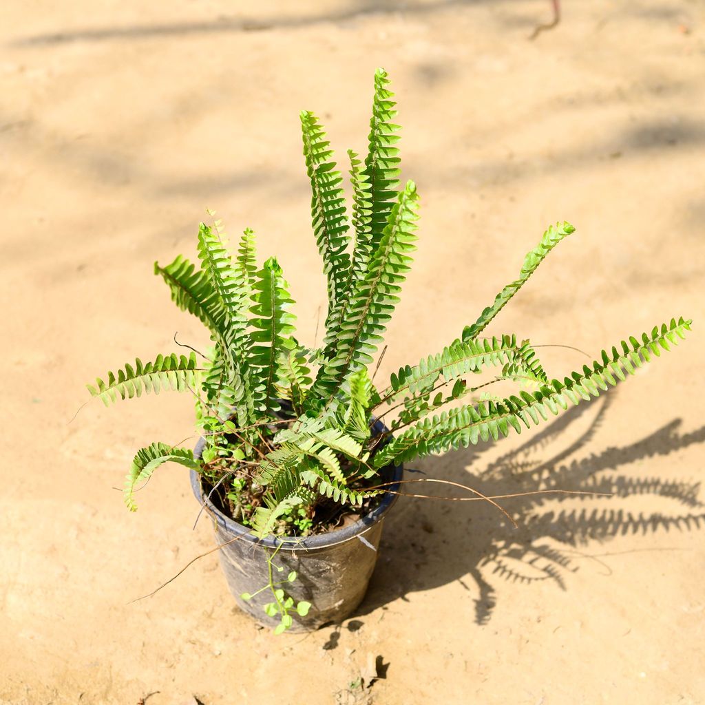 Buy Fern Green in 6 Inch Nursery Pot Online | Urvann.com Fern Green in 4 Inch Nursery Pot