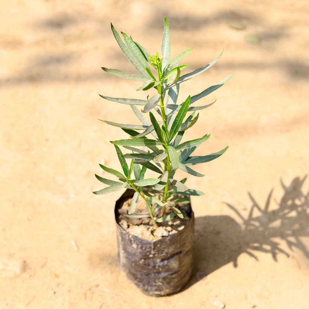 Buy Kaner / Oleander (any colour) in 6 Inch Nursery Bag Online | Urvann.com Kaner / Oleander (any colour) in 6 Inch Nursery Bag