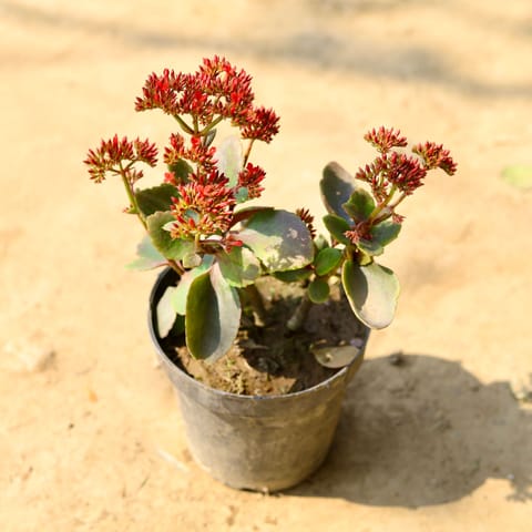 Kalanchoe Desi Succulent in 6 Inch Nursery Pot