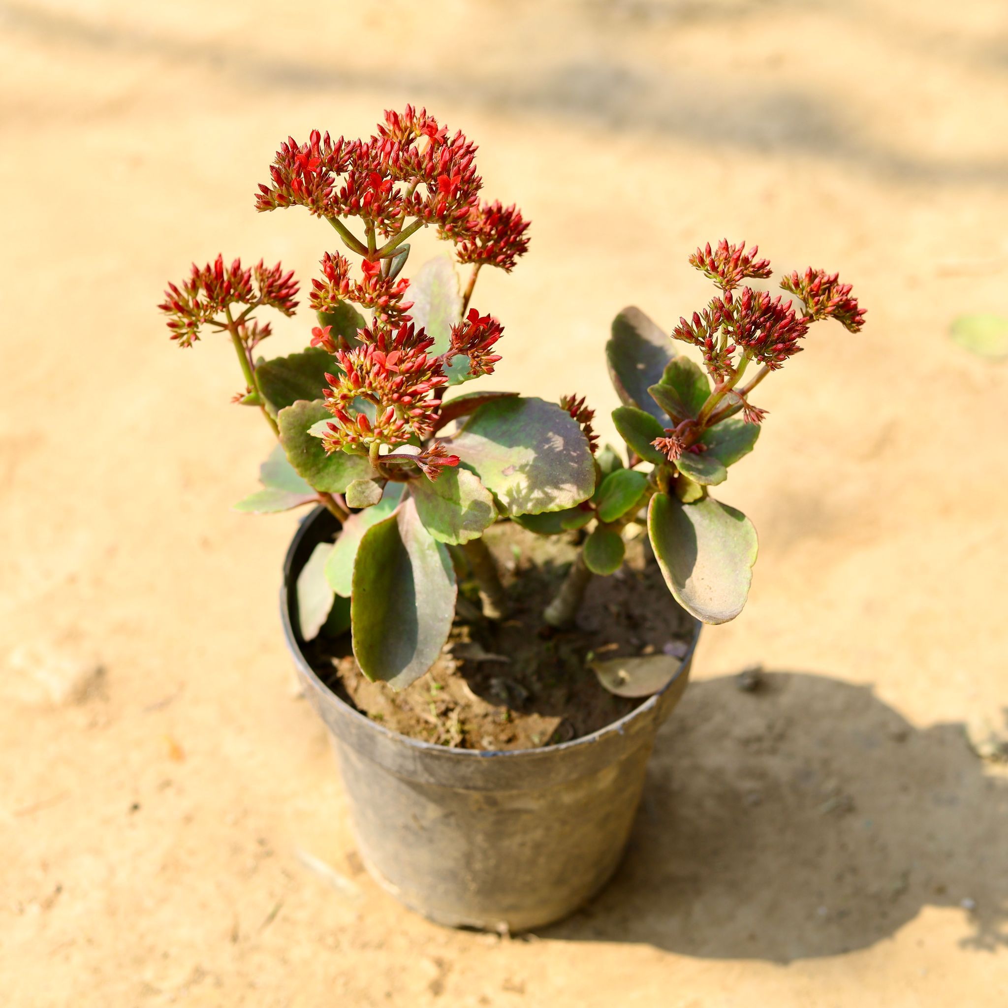 Kalanchoe Desi Succulent in 6 Inch Nursery Pot