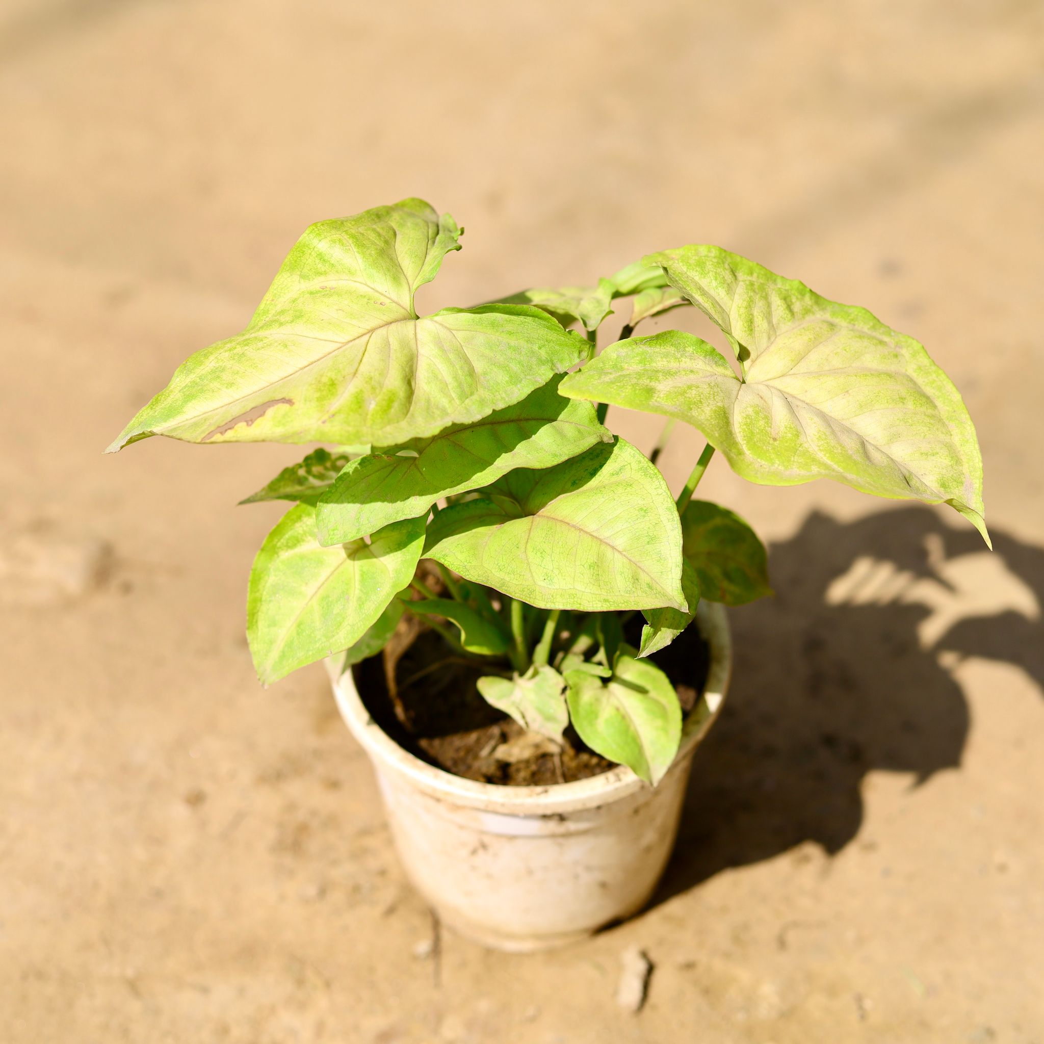 Syngonium Yellow in 4 Inch Nursery Pot