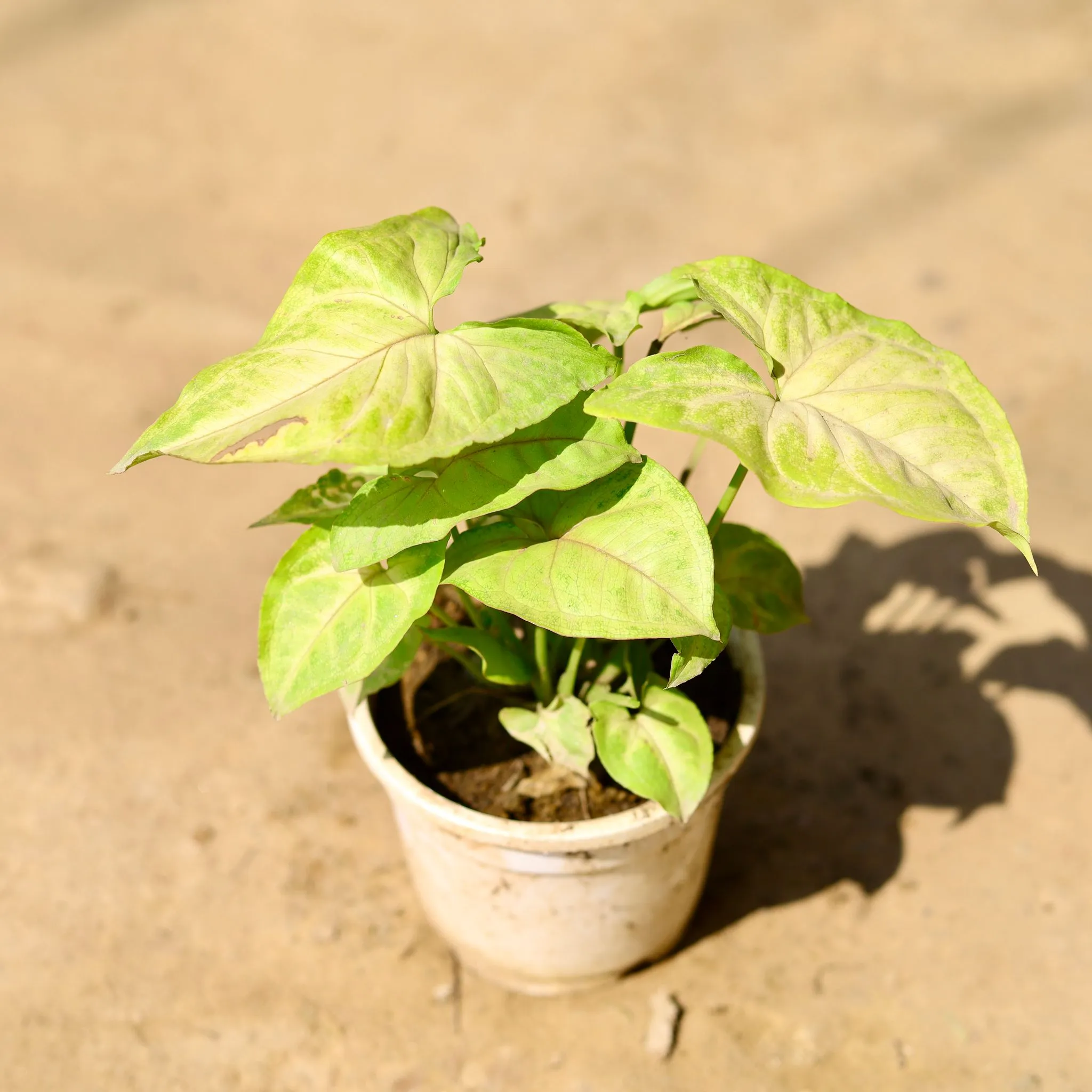 Syngonium Yellow in 4 Inch Nursery Pot