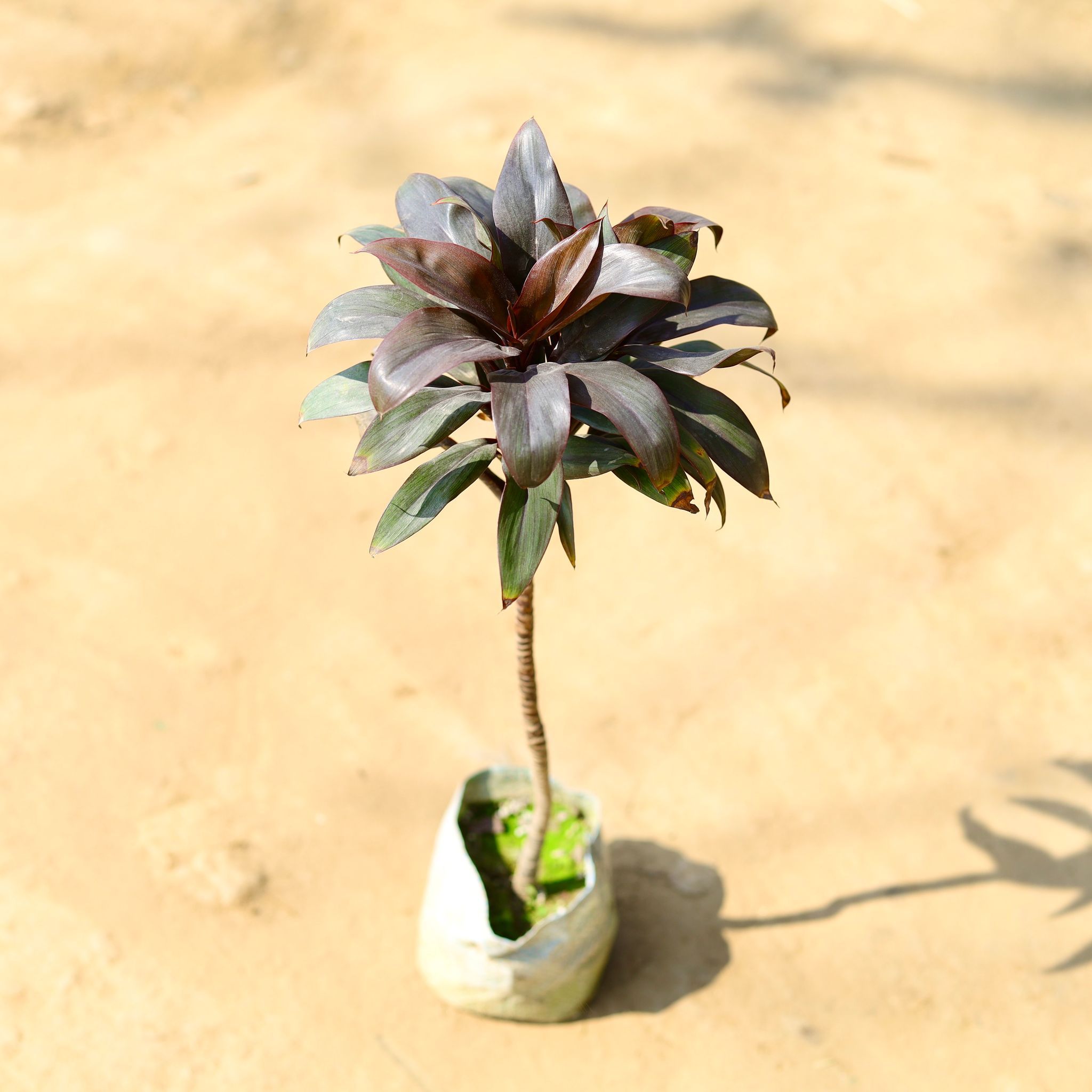 Dracaena Rosea Green in 4 Inch Nursery Bag