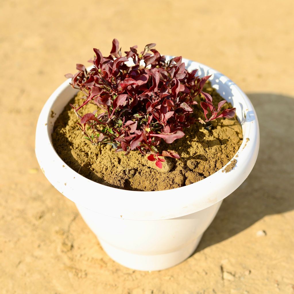 Buy Alternanthera Red in 8 Inch Classy White Plastic Pot Online | Urvann.com Alternanthera Red in 8 Inch Classy White Plastic Pot
