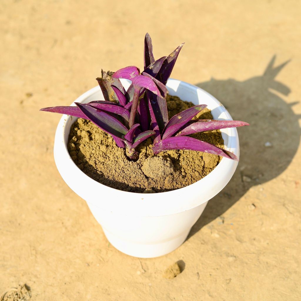 Purple Heart in 8 Inch Classy White Plastic Pot