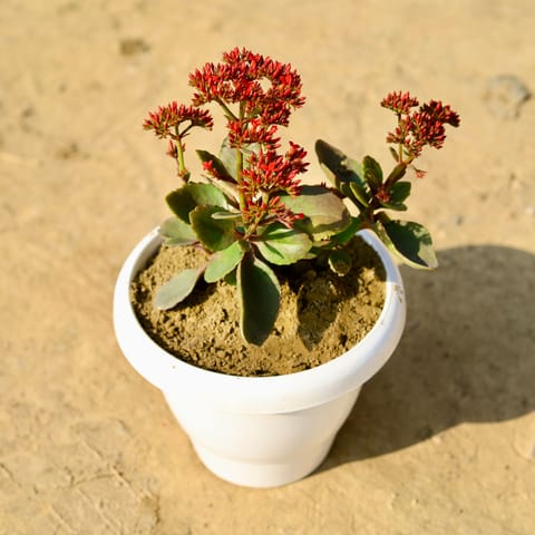 Kalanchoe Desi Succulent (any colour) in 8 Inch Classy White Plastic Pot