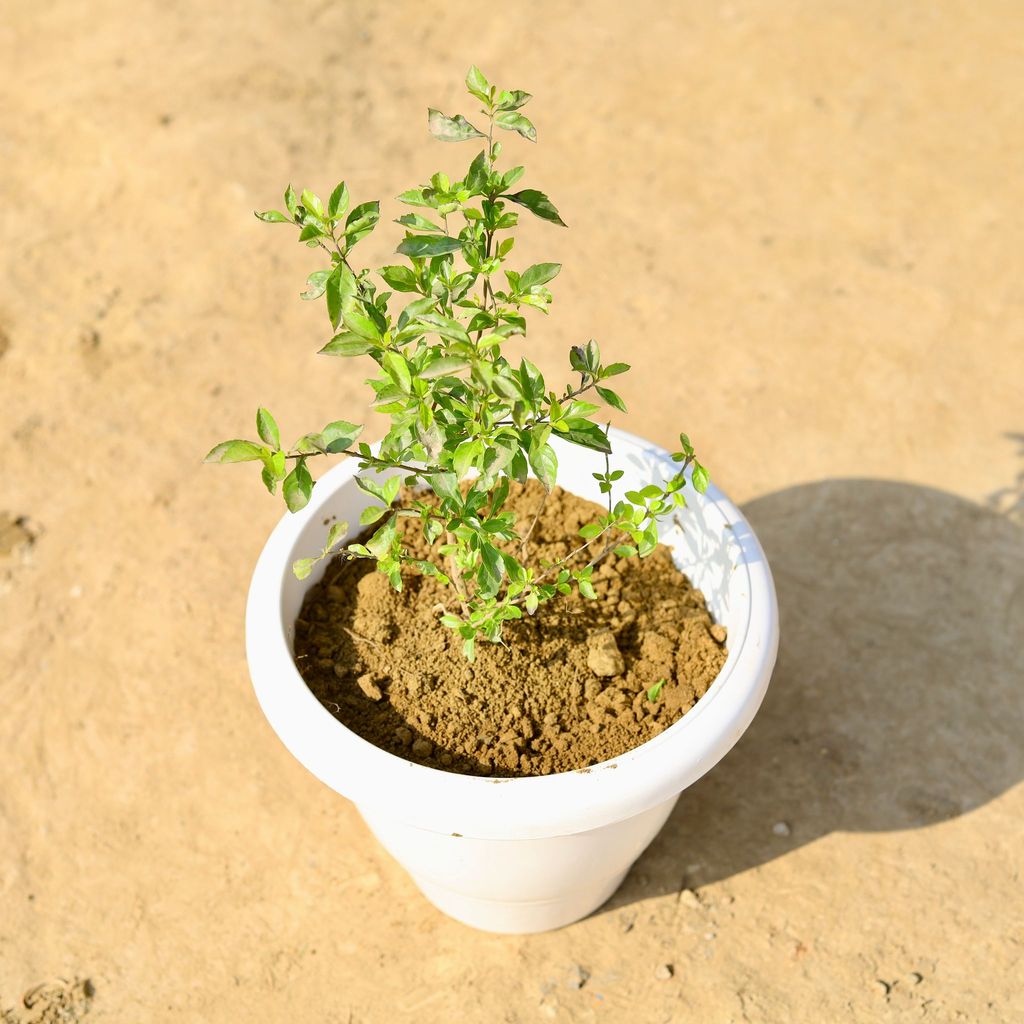 Buy Duranta Golden in 8 Inch Classy White Plastic Pot Online | Urvann.com Duranta Golden in 8 Inch Classy White Plastic Pot