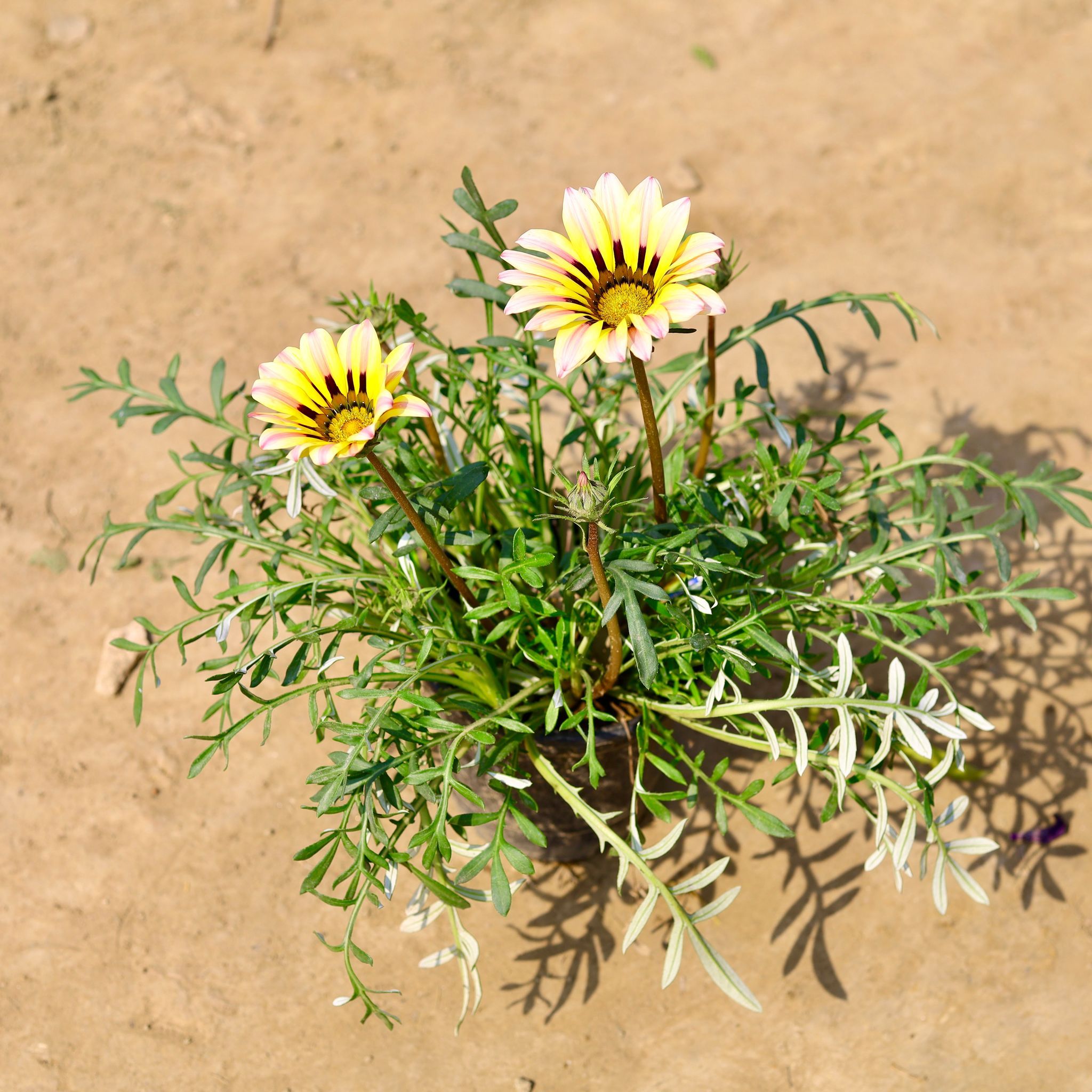 Gazania (any colour) in 6 Inch Nursery Pot