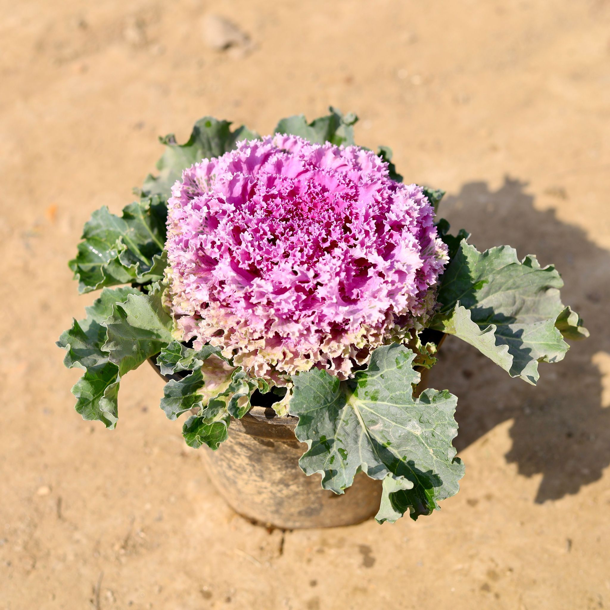Ornamental Kale Purple in 6 Inch Nursery Pot