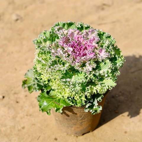 Ornamental Kale Green in 6 Inch Nursery Pot