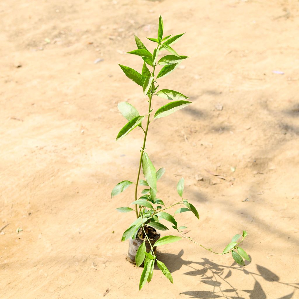 Raat ki Rani / Night Blooming Jasmine in 4 Inch Nursery Bag