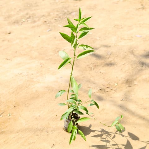 Raat ki Rani / Night Blooming Jasmine in 4 Inch Nursery Bag