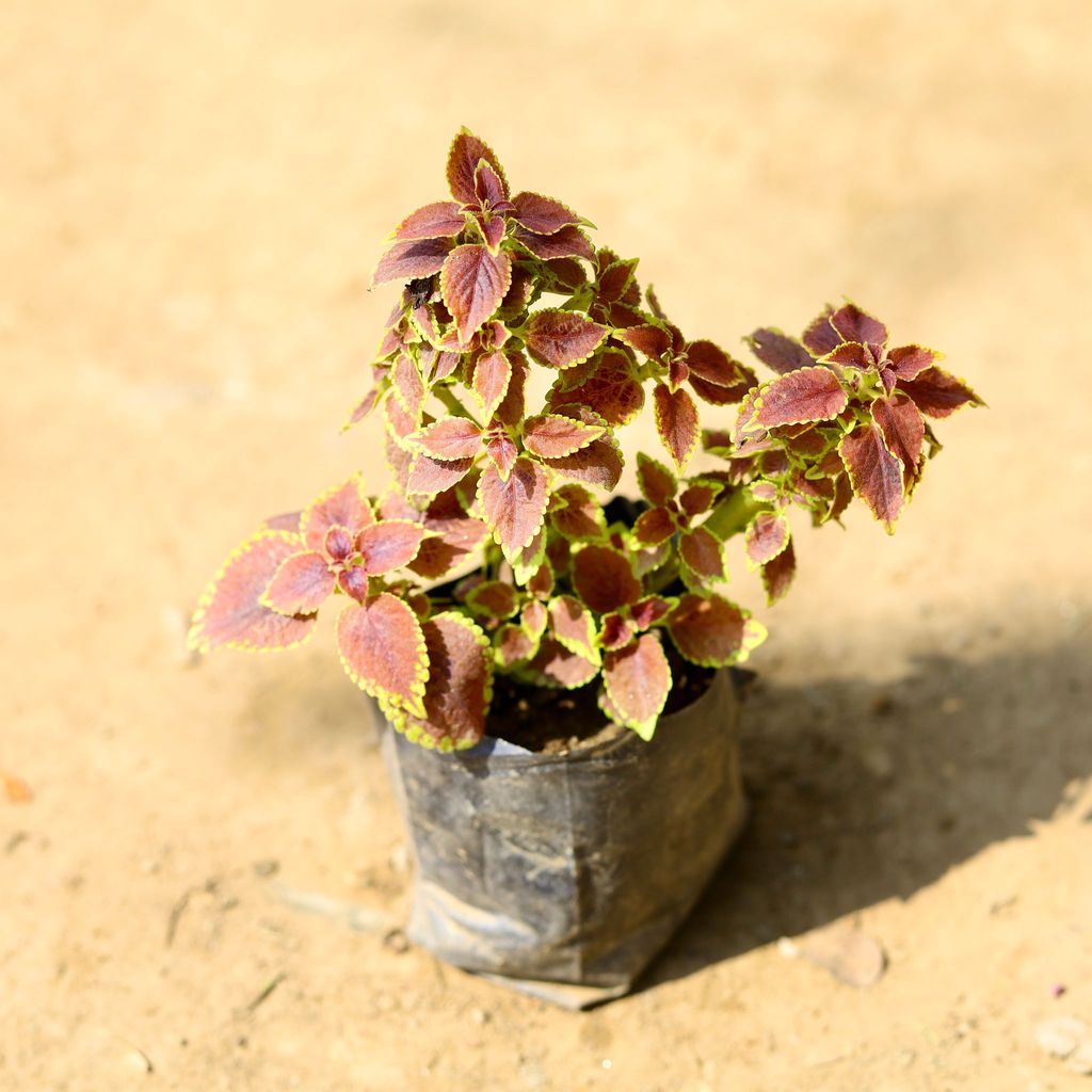 Buy Coleus Brown (any design) in 4 Inch Nursery Bag Online | Urvann.com Coleus Brown (any design) in 4 Inch Nursery Bag