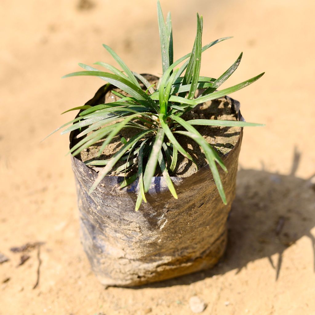 Buy Black Grass Dwarf in 4 Inch Nursery Bag Online | Urvann.com Black Grass Dwarf in 4 Inch Nursery Bag