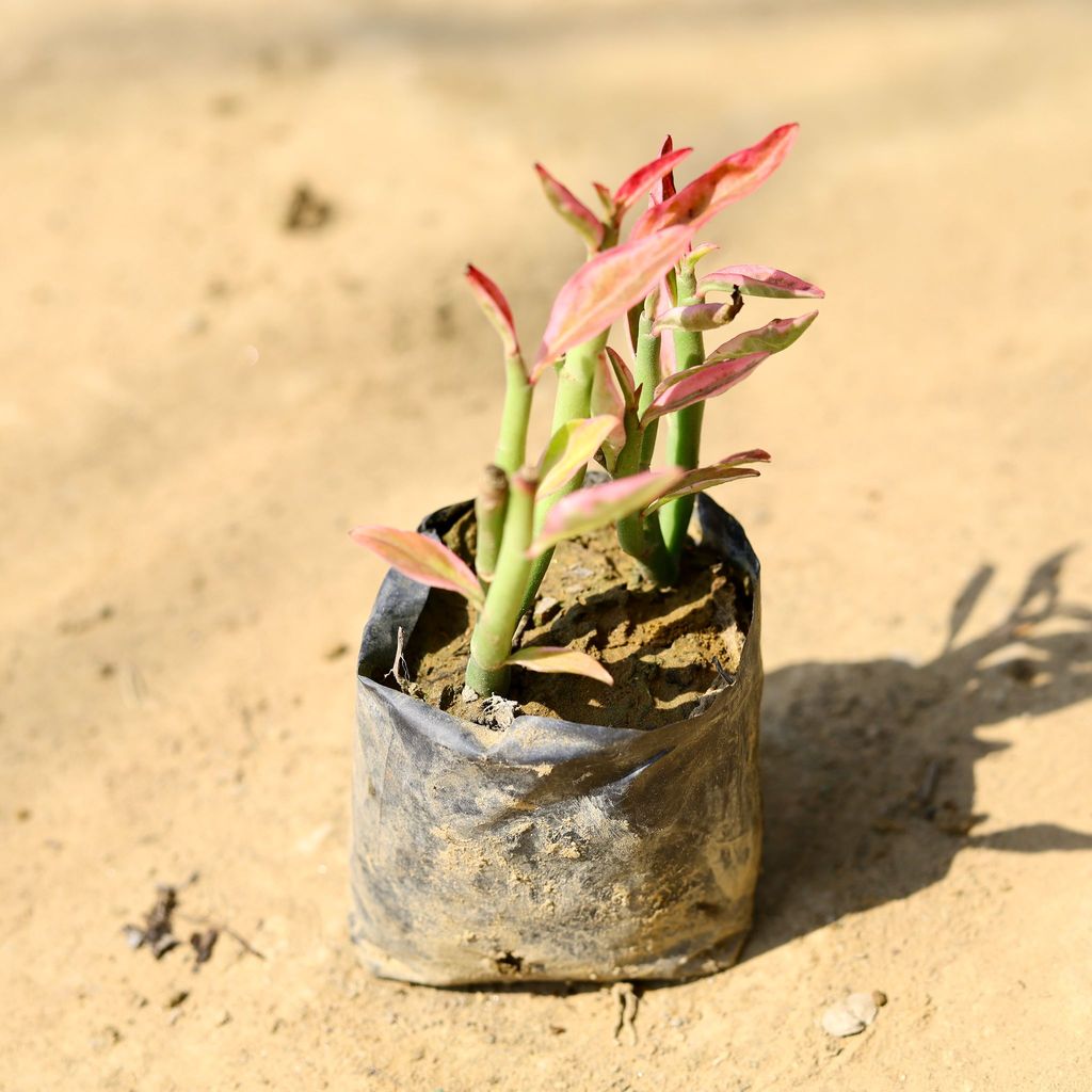 Buy Euphorbia tithymaloides in 4 Inch Nursery Bag Online | Urvann.com Euphorbia tithymaloides in 4 Inch Nursery Bag