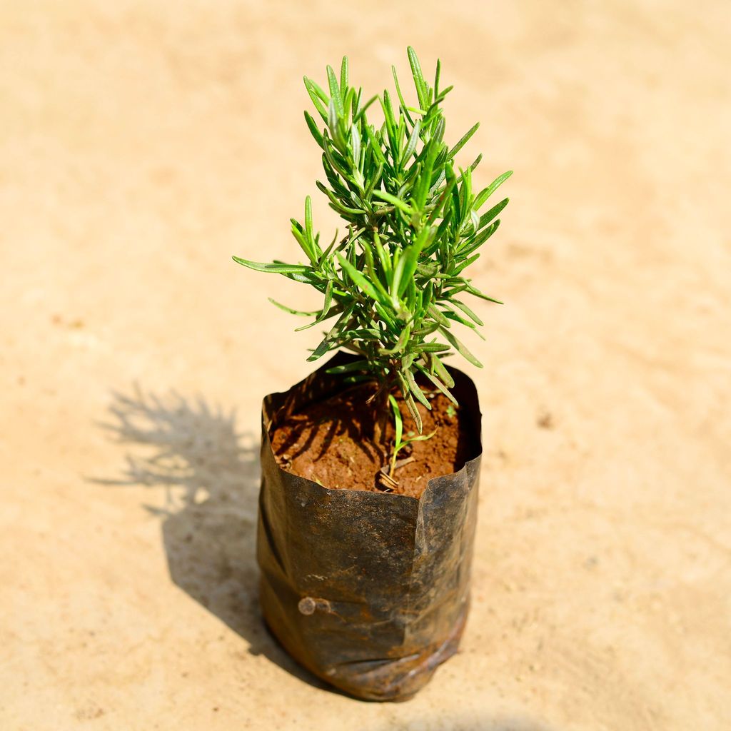 Buy Rosemary in 4 inch Nursery bag Online | Urvann.com Rosemary in 4 inch Nursery bag
