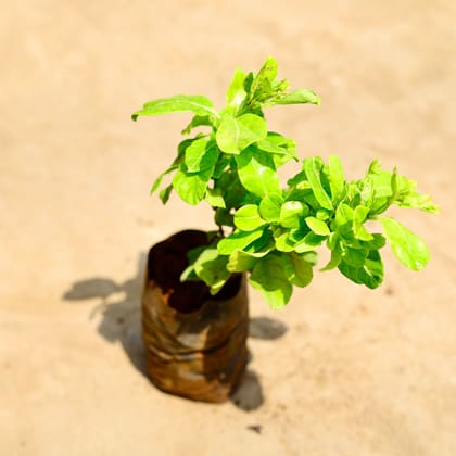 Buy Allamanda Bel / Creeper (any colour) in 6 inch Nursery bag Online | Urvann.com