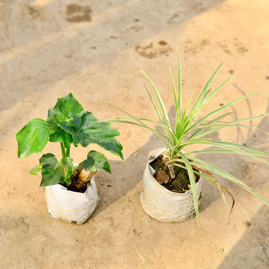 Buy Set of 2 - Dracaena Colorama White & Philodendron Selloum in 4 inch Nursery bag Online | Urvann.com Set of 2 - Dracaena Colorama / Marginata White & Philodendron Selloum in 4 inch Nursery bag