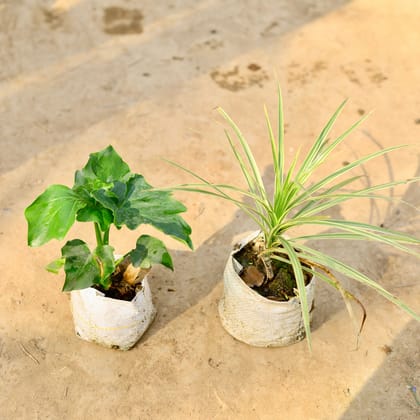 Buy Set of 2 - Dracaena Colorama White & Philodendron Selloum in 4 inch Nursery bag Online | Urvann.com