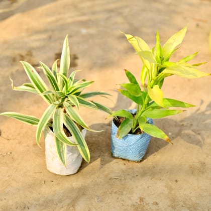 Buy Set of 2 - Lucky Bamboo & Song of India in 4 inch Nursery bag Online | Urvann.com