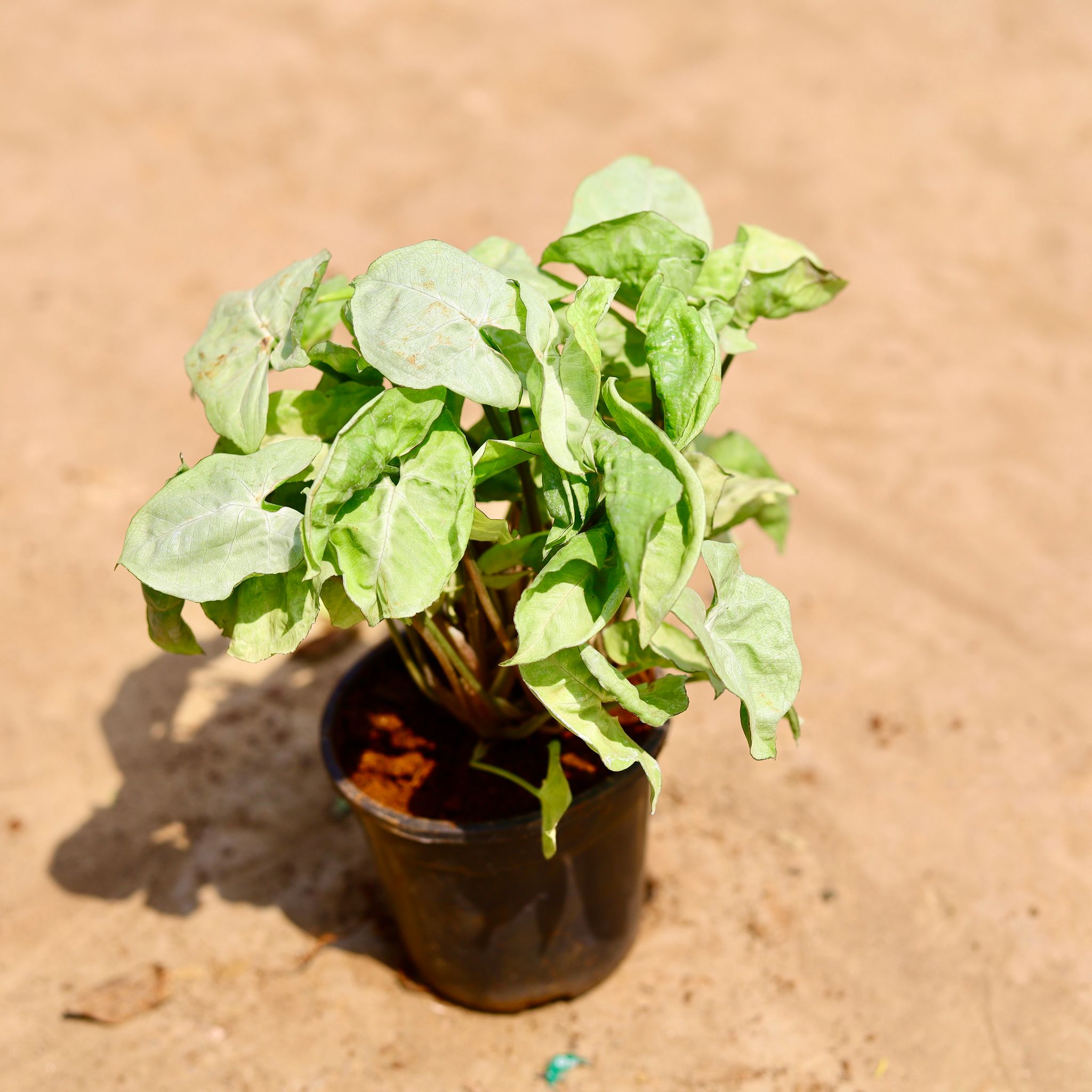 Syngonium White in 4 inch Nursery pot