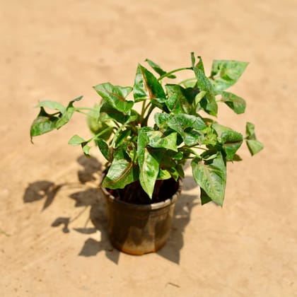 Buy Syngonium Pixie Green in 4 inch Nursery pot Online | Urvann.com