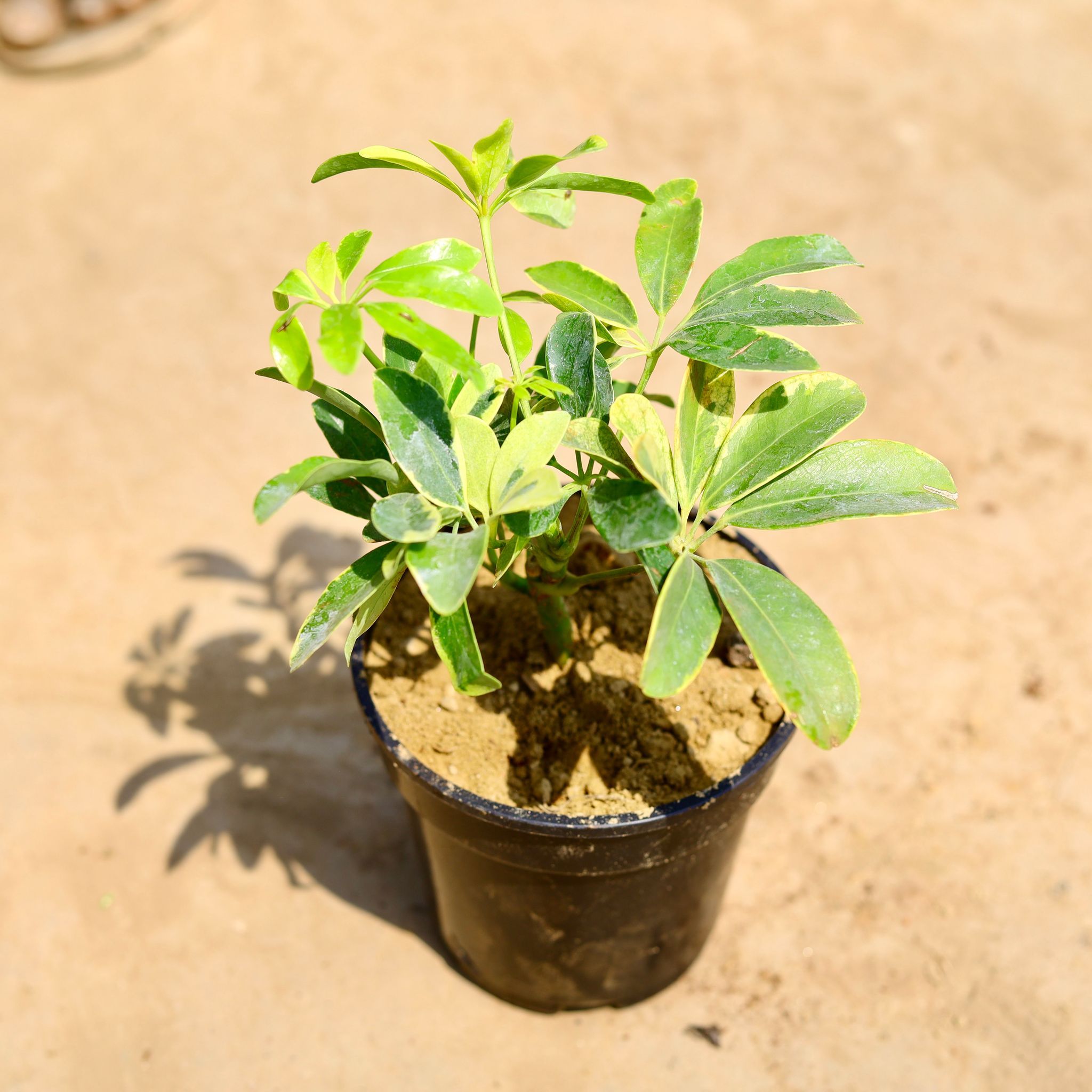 Schefflera Variegated in 4 inch Nursery pot