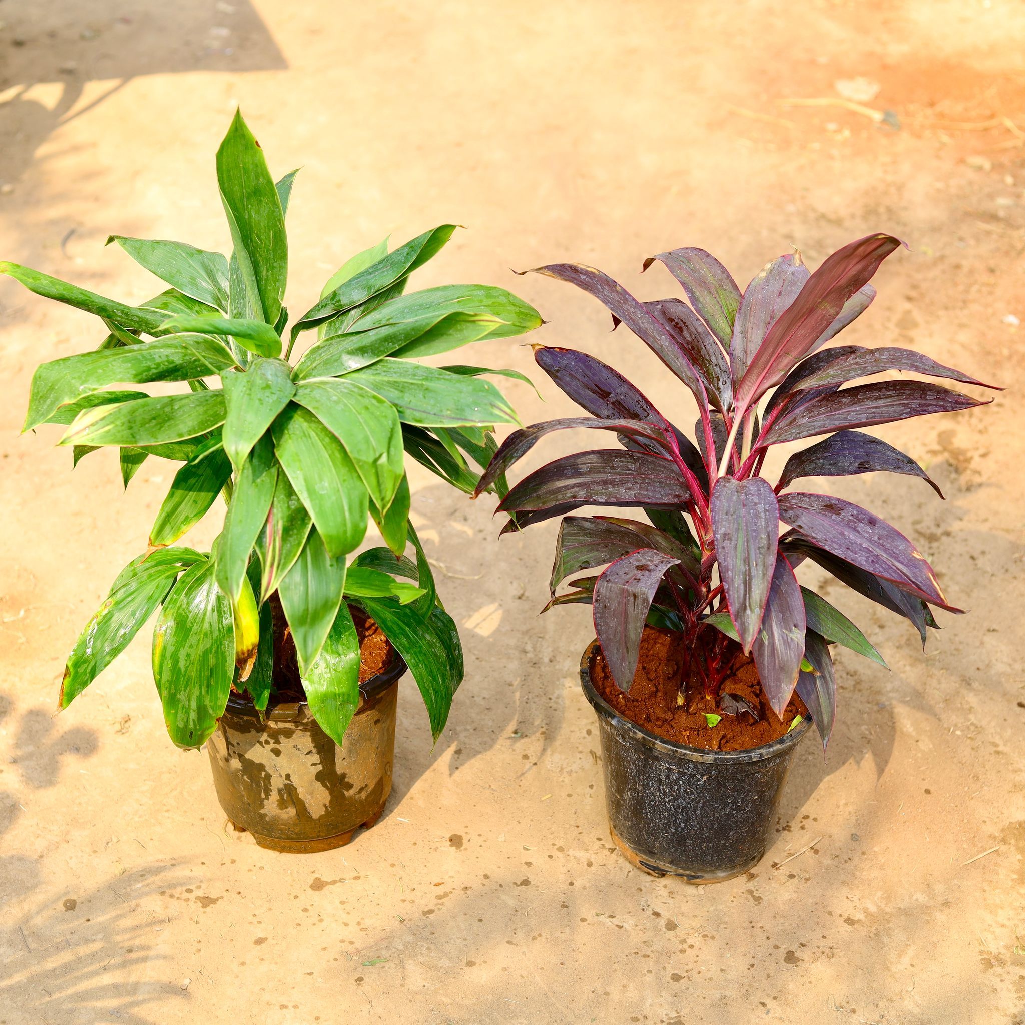 Set of 2 - Dracaena Rosea & Green in 8 inch Nursery pot
