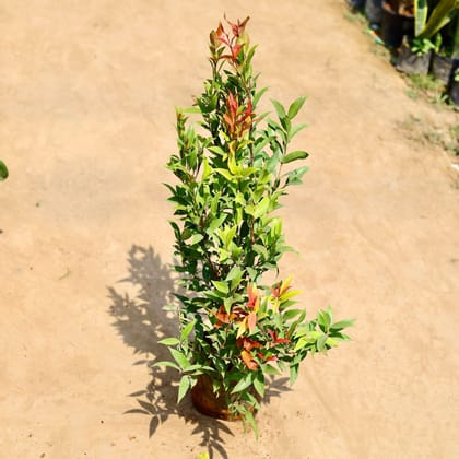 Buy Syzygium  in 8 inch Nursery bag Online | Urvann.com