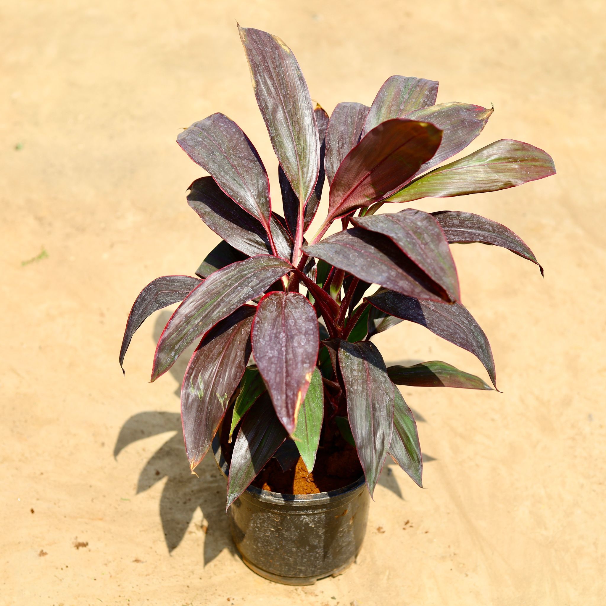 Dracaena Rosea in 8 inch Nursery pot
