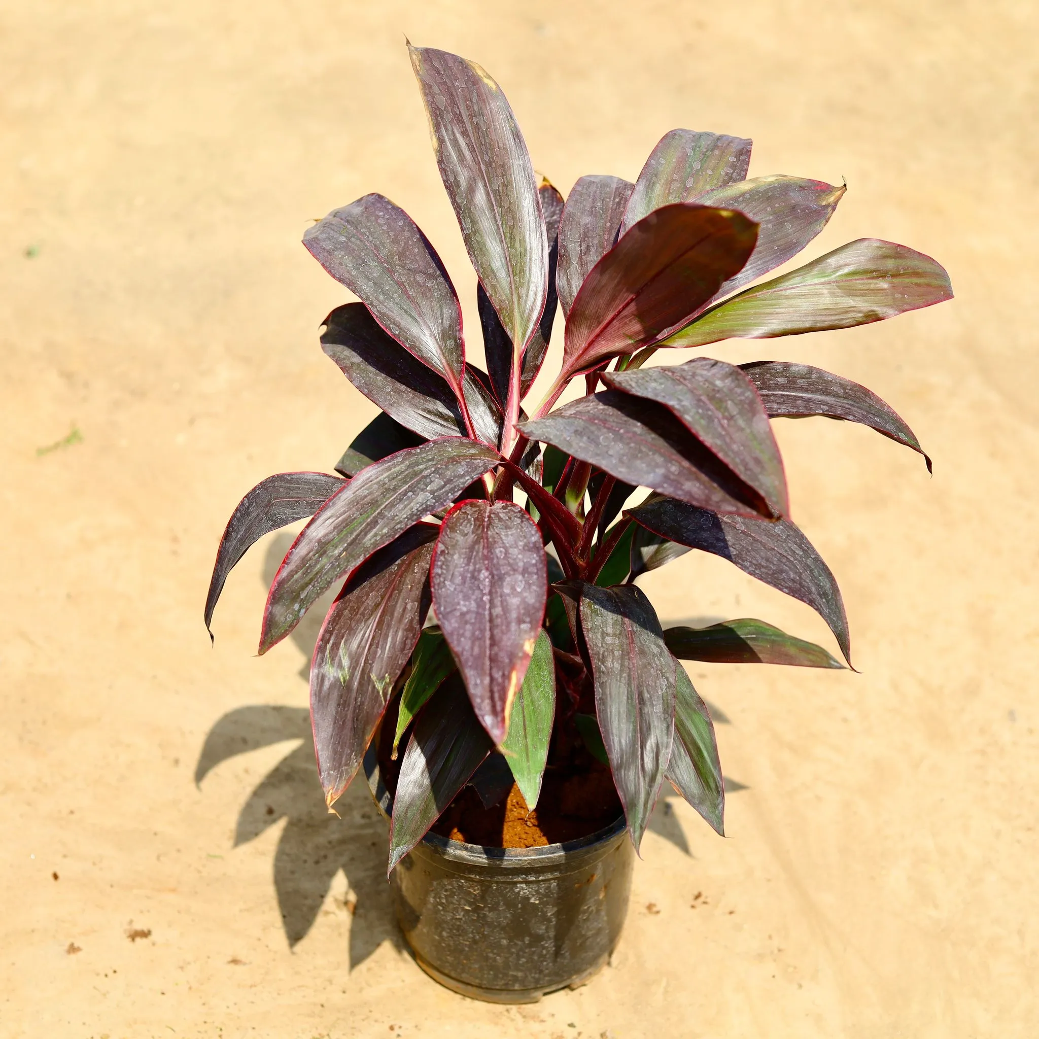 Dracaena Rosea in 8 inch Nursery pot