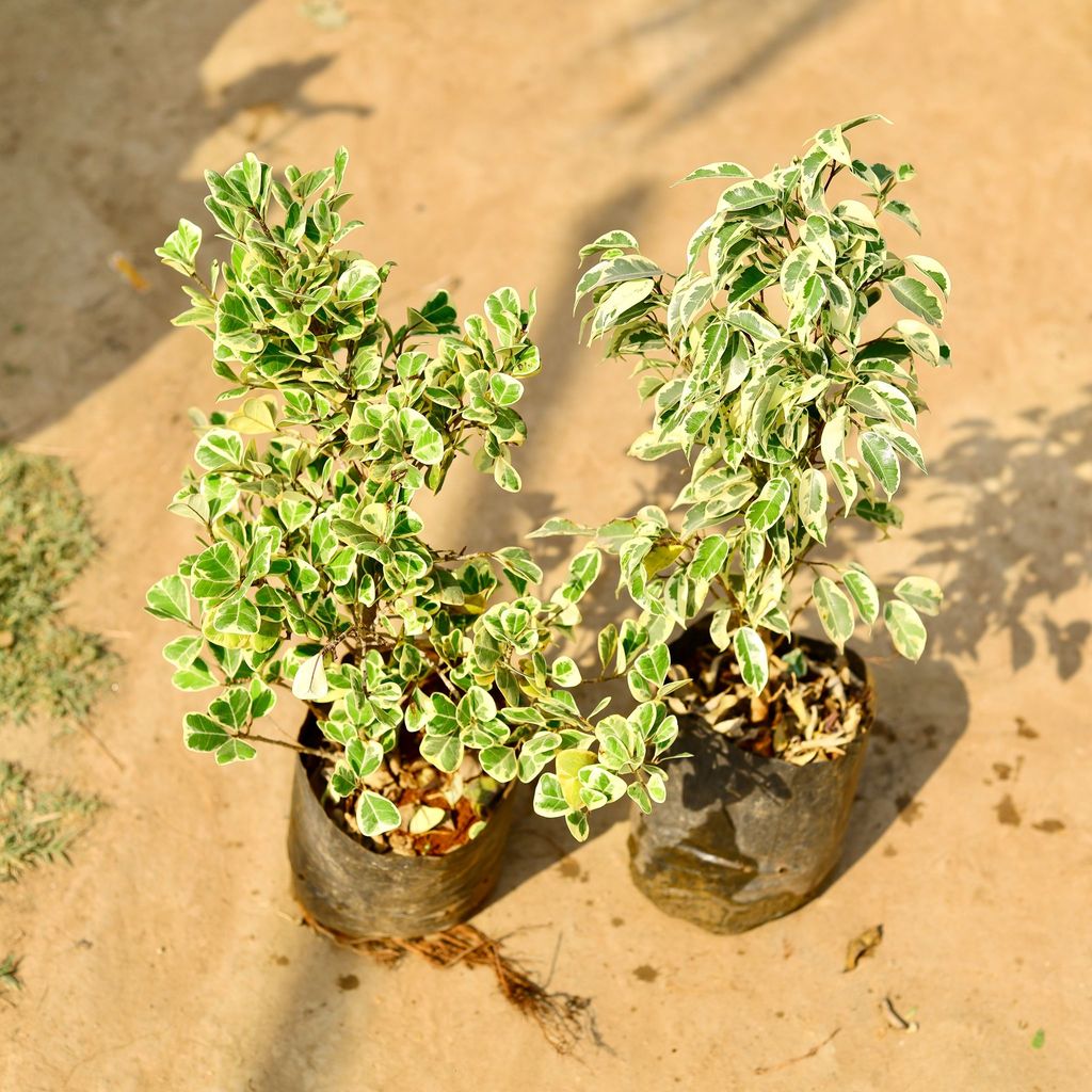 Buy Set of 2 - Ficus Starlight & Triangularis in 8 inch Nursery bag Online | Urvann.com Set of 2 - Ficus Starlight & Triangularis in 8 inch Nursery bag