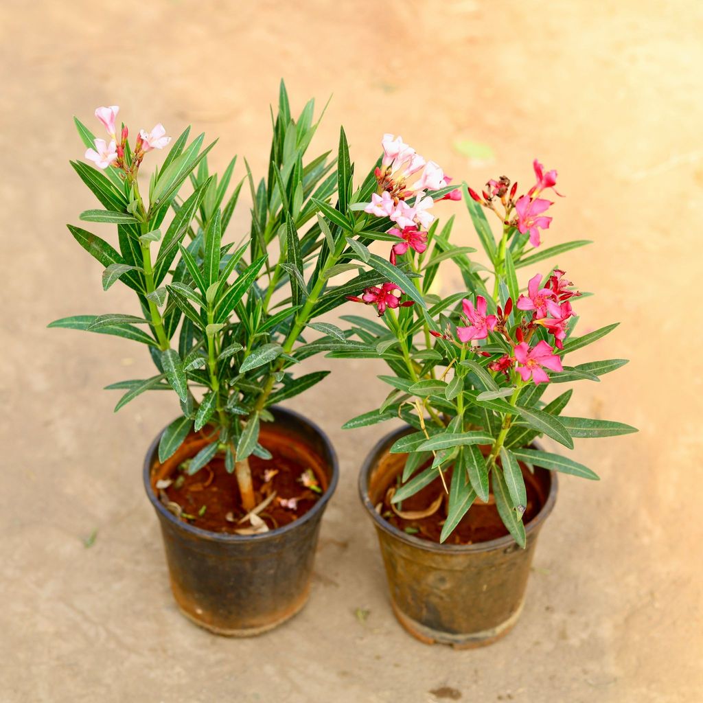 Buy Set of 2 - Kaner / Oleander (any colour) in 6 inch Nursery pot Online | Urvann.com Set of 2 - Kaner / Oleander (any colour) in 6 inch Nursery pot