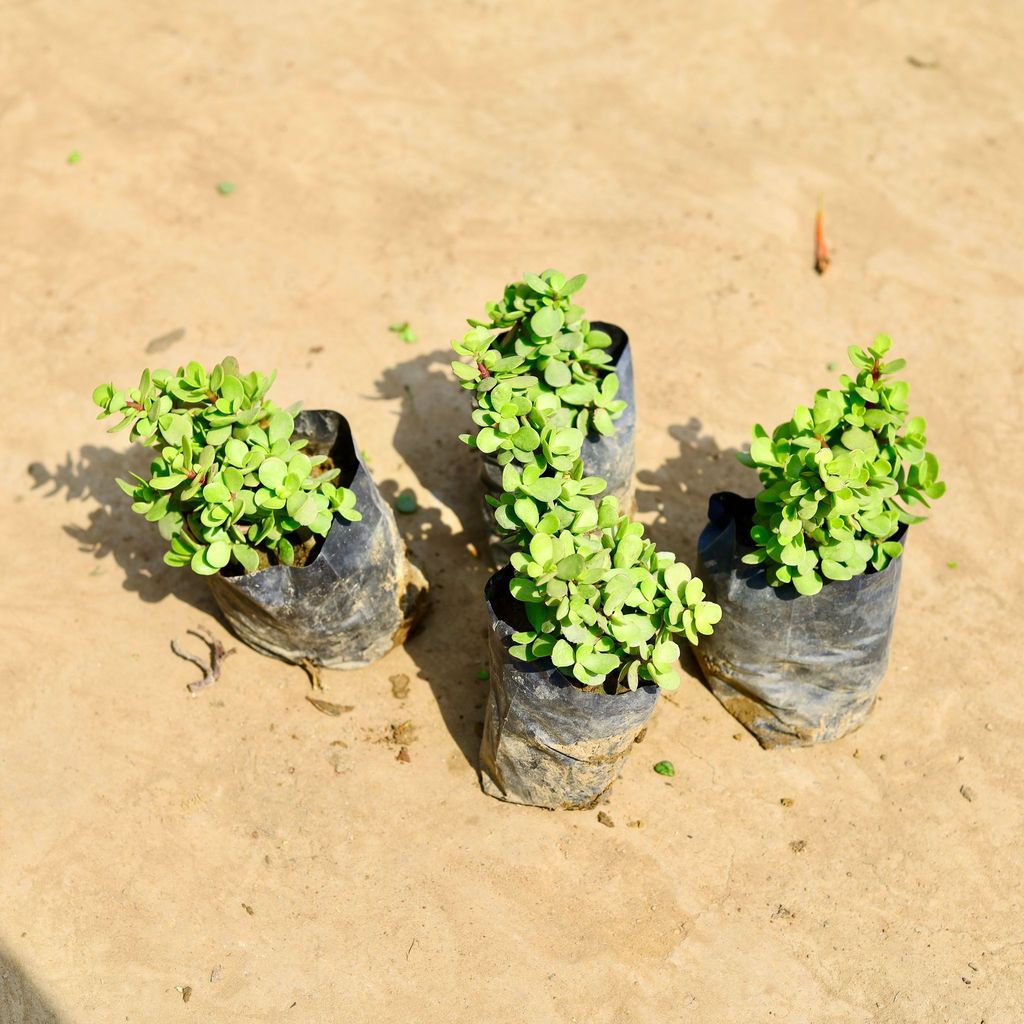 Set of 4 - Jade big leaf in 4 inch Nursery bag