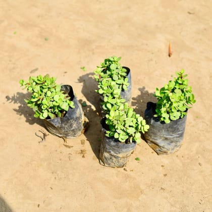 Buy Set of 4 - Jade big leaf  in 4 inch Nursery bag Online | Urvann.com